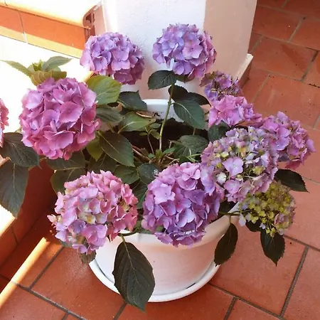 Casa Cioffi *