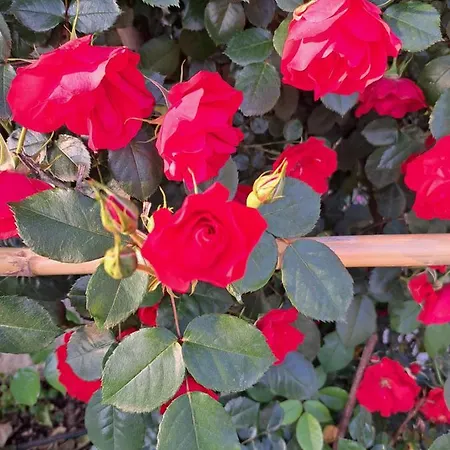 Appartement Casa Cioffi *