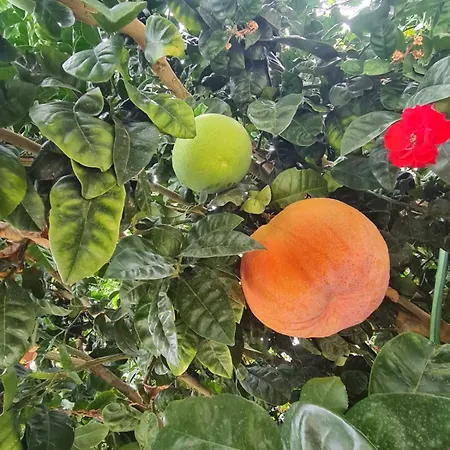 Casa Cioffi Apartamento