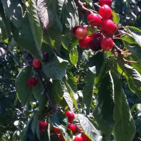 Casa Cioffi Apartamento *