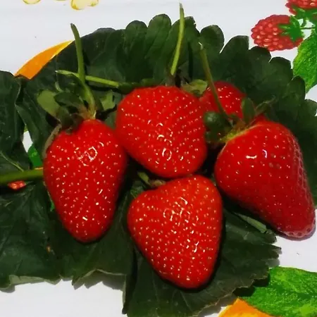 Casa Cioffi Lejlighed *